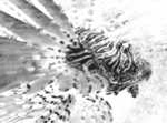 Angfish.jpg
